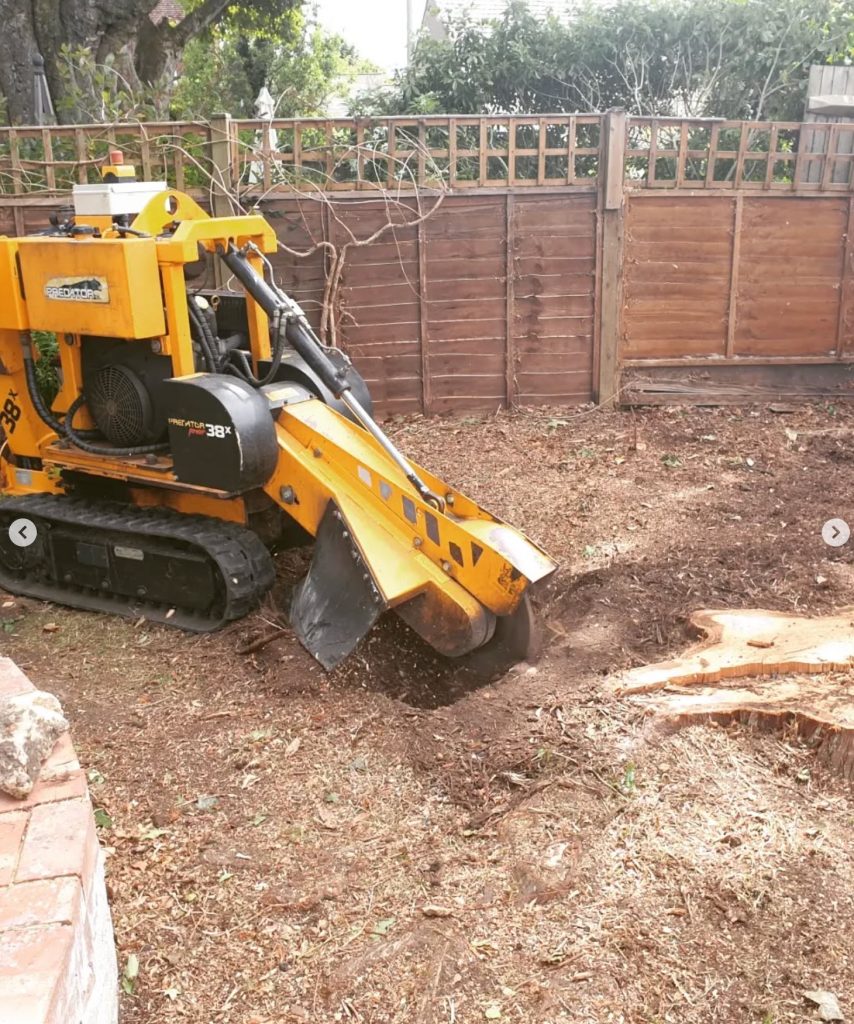 Stump gridning in action in fenced backyard
