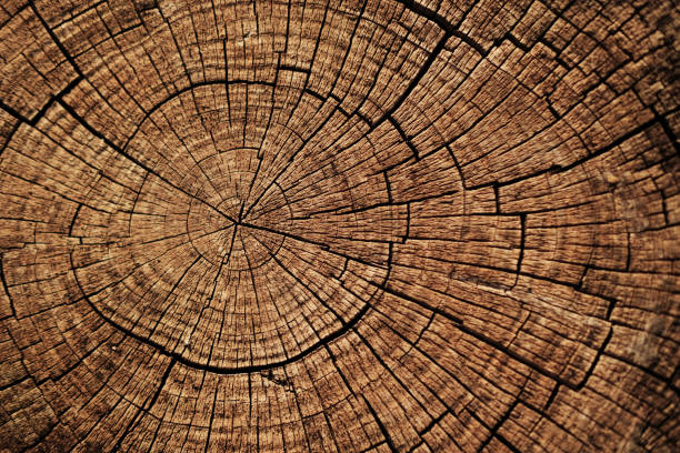 Tree Removal Louisville TN