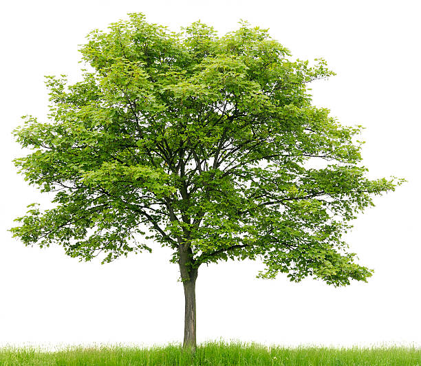 Tree Removal Seymour TN