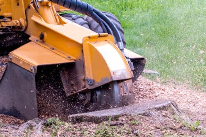 stump grinding knoxville tennessee