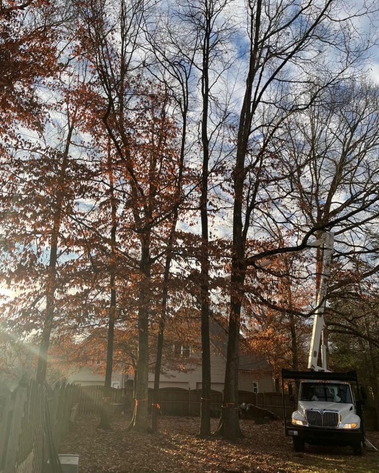 tree pruning knoxville tn