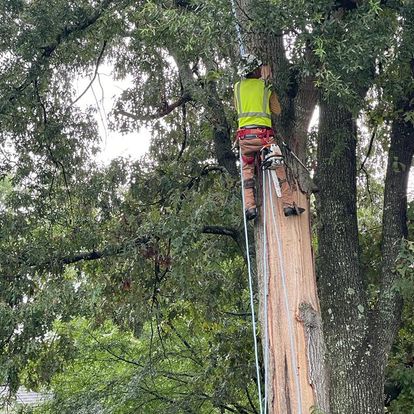 tree-service-knoxville