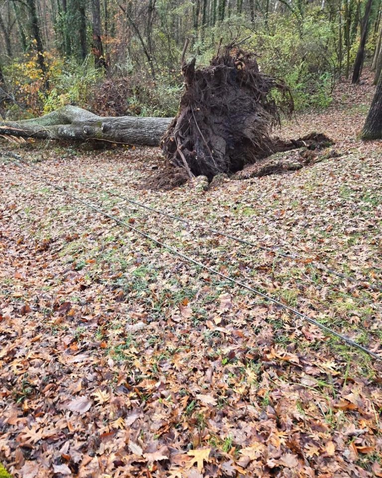 uprooted tree in backyard